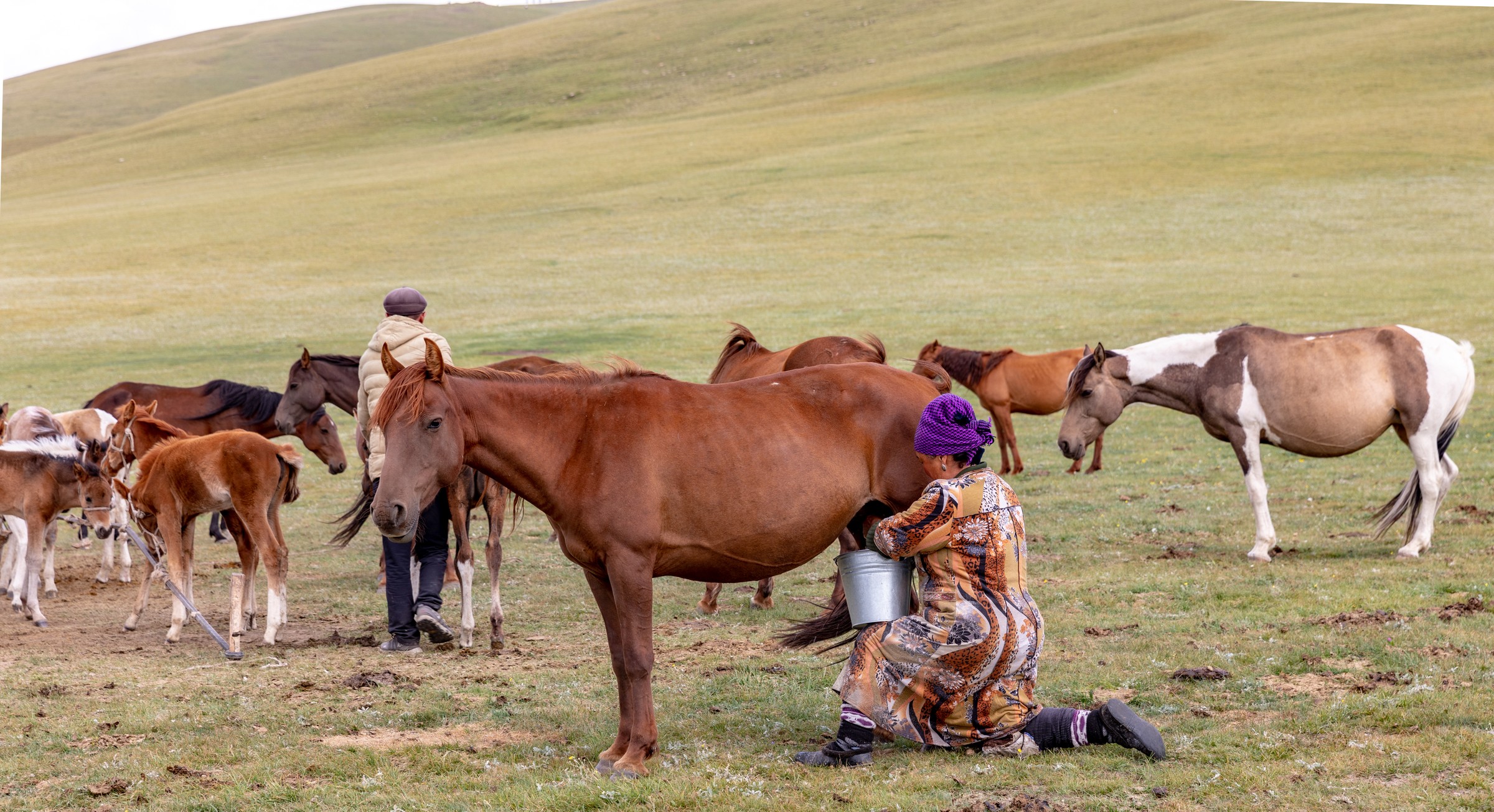 Horses and a yurt in a Kyrgyz mountain valley